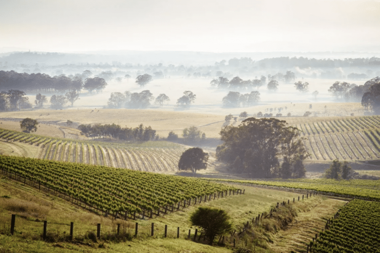 margaret river vineyard landscape