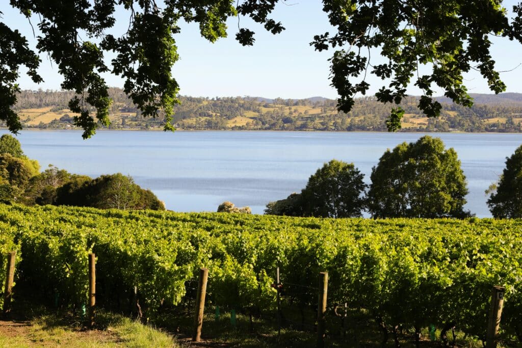 australian vineyard landscape and lake